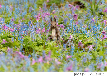 北海道　エゾリス　リス　げっ歯類　哺乳類　エゾリー　花　エゾサンゴク　カタクリ　栗鼠 122534033