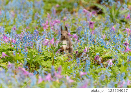 北海道　エゾリス　リス　げっ歯類　哺乳類　エゾリー　花　エゾサンゴク　カタクリ　栗鼠 122534037