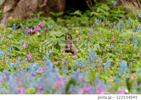 北海道 エゾリス リス げっ歯類 哺乳類 エゾリー 花 エゾサンゴク カタクリ 栗鼠 北海道 エゾリス リス げっ歯類 哺乳類 エゾリー 花 エゾサンゴク カタクリ 栗鼠 122534045