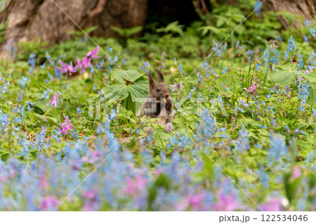 北海道 エゾリス リス げっ歯類 哺乳類 エゾリー 花 エゾサンゴク カタクリ 栗鼠 北海道 エゾリス リス げっ歯類 哺乳類 エゾリー 花 エゾサンゴク カタクリ 栗鼠 122534046