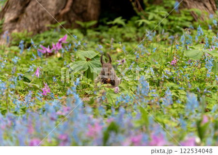 北海道 エゾリス リス げっ歯類 哺乳類 エゾリー 花 エゾサンゴク カタクリ 栗鼠 北海道 エゾリス リス げっ歯類 哺乳類 エゾリー 花 エゾサンゴク カタクリ 栗鼠 122534048
