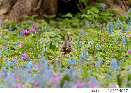 北海道　エゾリス　リス　げっ歯類　哺乳類　エゾリー　花　エゾサンゴク　カタクリ　栗鼠 122534057