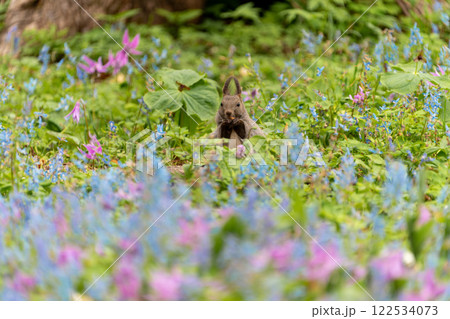 北海道　エゾリス　リス　げっ歯類　哺乳類　エゾリー　花　エゾサンゴク　カタクリ　栗鼠 122534073