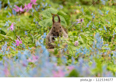 北海道 エゾリス リス げっ歯類 哺乳類 エゾリー 花 エゾサンゴク カタクリ 栗鼠 北海道 エゾリス リス げっ歯類 哺乳類 エゾリー 花 エゾサンゴク カタクリ 栗鼠 122534077