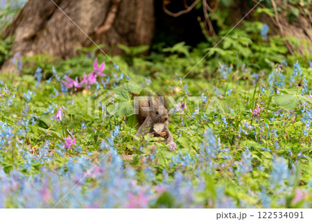 北海道　エゾリス　リス　げっ歯類　哺乳類　エゾリー　花　エゾサンゴク　カタクリ　栗鼠 122534091