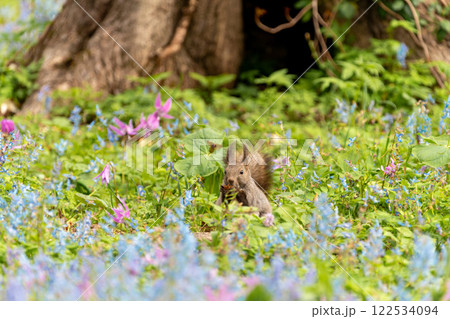北海道　エゾリス　リス　げっ歯類　哺乳類　エゾリー　花　エゾサンゴク　カタクリ　栗鼠 122534094