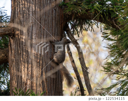 北海道 エゾリス リス げっ歯類 哺乳類 エゾリー 花 エゾサンゴク カタクリ 栗鼠 北海道 エゾリス リス げっ歯類 哺乳類 エゾリー 花 エゾサンゴク カタクリ 栗鼠 122534115