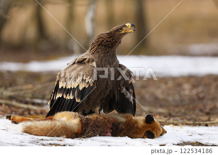 Golden Eagle (Aquila chrysaetos), bird of prey with killed red fox on the ground, winter scene with raptor and prey on snow 122534186