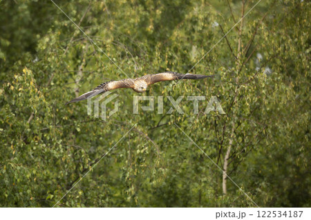 Red kite in flight (Milvus milvus), bird of prey fly above summer meadow . Hunting animal looking for prey. Kite with open wings, Czech republic. 122534187