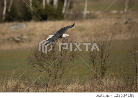 Bald Eagle, Haliaeetus leucocephalus, flying bird of prey with white head, yellow bill. Autumn scene, Alaska 122534189