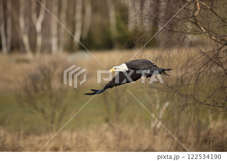 Bald Eagle, Haliaeetus leucocephalus, flying bird of prey with white head, yellow bill. Autumn scene, Alaska 122534190