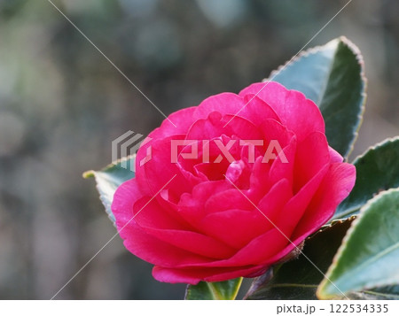 サザンカの花 サザンカの花 122534335