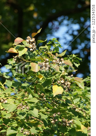 ナンキンハゼの実・2024年11月　 122534358