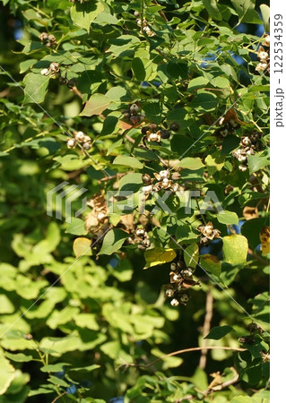 ナンキンハゼの実・2024年11月　 122534359