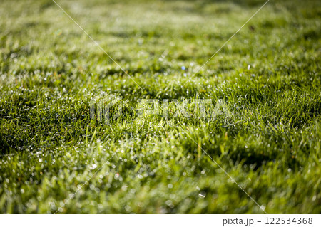 A closeup of a lush green field of grass with water drops 122534368