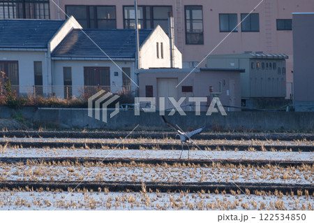 田んぼに舞い降りる迷い鶴 田んぼに舞い降りる迷い鶴 122534850