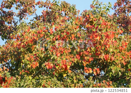 紅葉が始まりグラデーションがきれいなナンキンハゼの葉 122534851