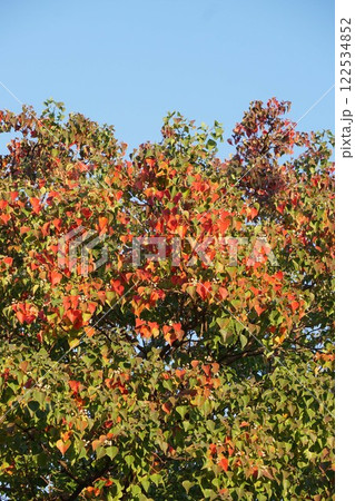 紅葉が始まりグラデーションがきれいなナンキンハゼの葉 紅葉が始まりグラデーションがきれいなナンキンハゼの葉 122534852
