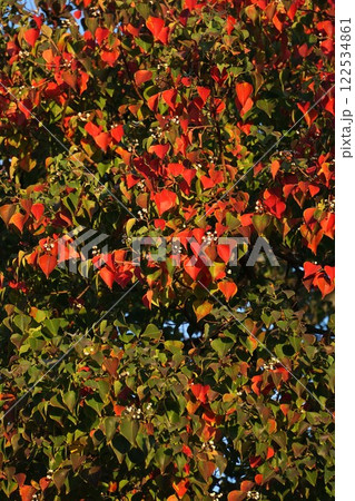 紅葉が始まりグラデーションがきれいなナンキンハゼの葉 紅葉が始まりグラデーションがきれいなナンキンハゼの葉 122534861