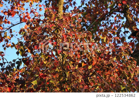 紅葉が始まりグラデーションがきれいなナンキンハゼの葉 122534862