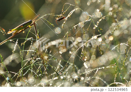 朝露で輝く野原の草とバッタ マクロ撮影 朝露で輝く野原の草とバッタ マクロ撮影 122534965
