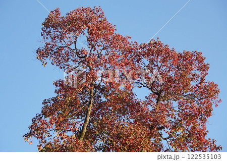 ナンキンハゼの紅葉と弾けた実・2024年11月　 122535103