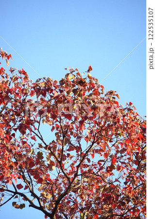 ナンキンハゼの紅葉と弾けた実・2024年11月　 122535107