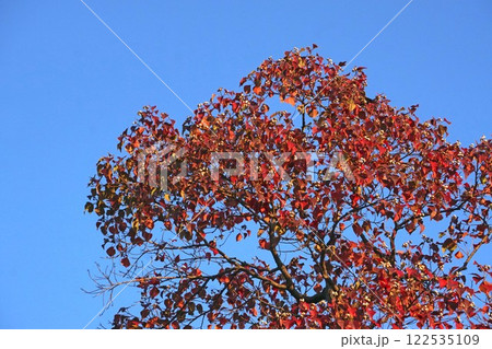 ナンキンハゼの紅葉と弾けた実・2024年11月　 122535109