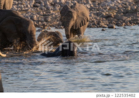 Bathing Elephants in Etosha 122535402