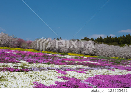 桜と芝桜畑 桜と芝桜畑 122535421