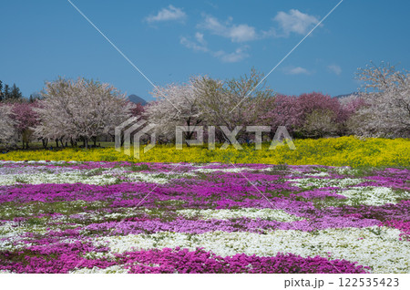 桜と芝桜畑 桜と芝桜畑 122535423