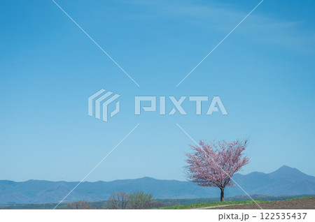 青空に映える1本の桜 青空に映える1本の桜 122535437