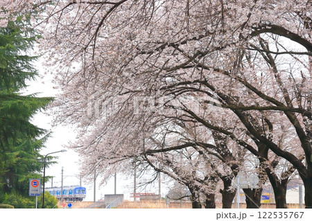 上毛電気鉄道「桐生球場前の桜並木の向こう側に見える電車」 122535767