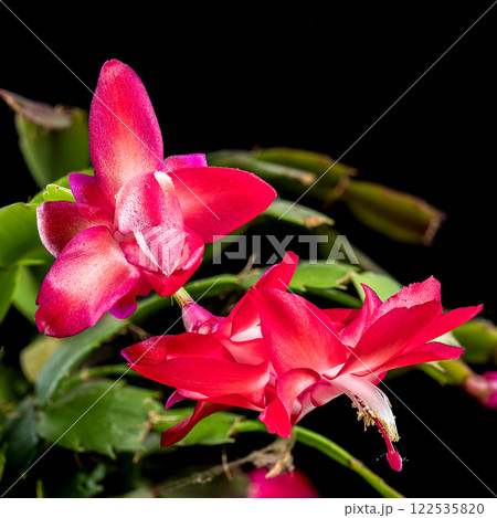 Vibrant Blooming Christmas Cactus black background 122535820