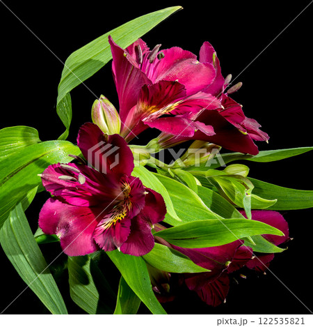 Dark Burgundy Alstroemeria on black background 122535821