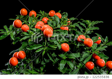 Vibrant Orange Jerusalem cherry Berries on black background 122535836