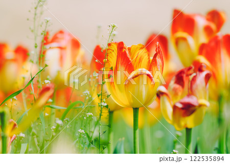 チューリップ畑のカラフルなチューリップ 122535894