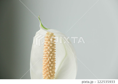 CloseUp of Peace Lily Flower with White Petal and Stamen on Light Background CloseUp of Peace Lily Flower with White Petal and Stamen on Light Background 122535933