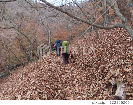 落ち葉で登山道が埋まった山梨県の茅ヶ岳を登る登山者 122536206