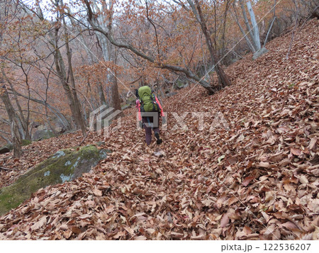 落ち葉で登山道が埋まった山梨県の茅ヶ岳を登る登山者 落ち葉で登山道が埋まった山梨県の茅ヶ岳を登る登山者 122536207