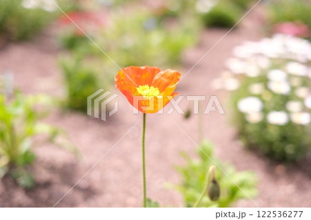 春の花壇に咲くオレンジ色の花 122536277