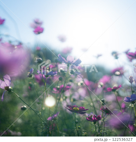 太陽とコスモス 太陽とコスモス 122536327