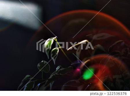 夕日とベンジャミン 122536376