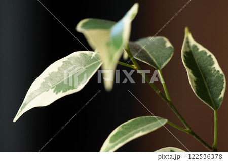 柔らかなスターライト 122536378