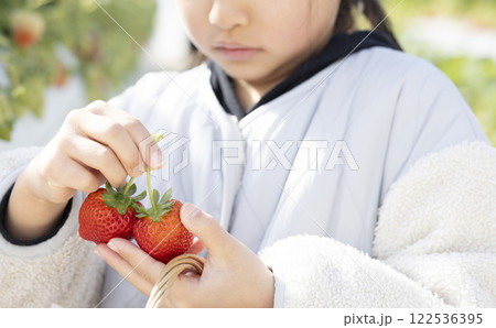 イチゴ狩りを楽しむ女の子 イチゴ狩りを楽しむ女の子 122536395