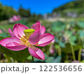 夏の早朝、満開の蓮。田舎の蓮池 122536656