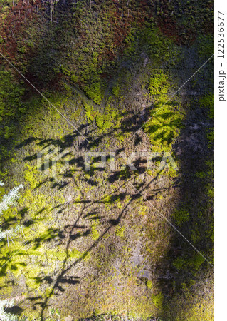 Close-up of vibrant green moss covering a forest rock, illuminated by sunlight filtering through the trees. Shadows add depth and texture, highlighting the natural beauty of the woodland ecosystem.  122536677