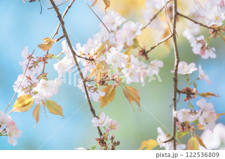 森林公園の美しい春の花 122536809