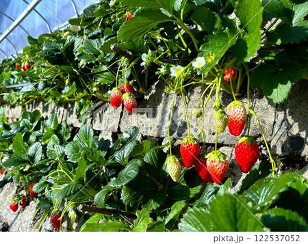 石垣いちご・章姫/Ishigaki Strawberries, Akihime 石垣いちご・章姫/Ishigaki Strawberries, Akihime 122537052