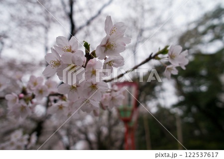 桜咲く 122537617